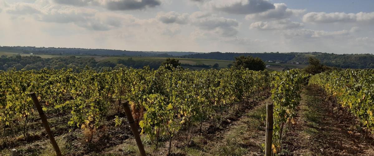 Coteaux du Layon 1er Cru Chaume