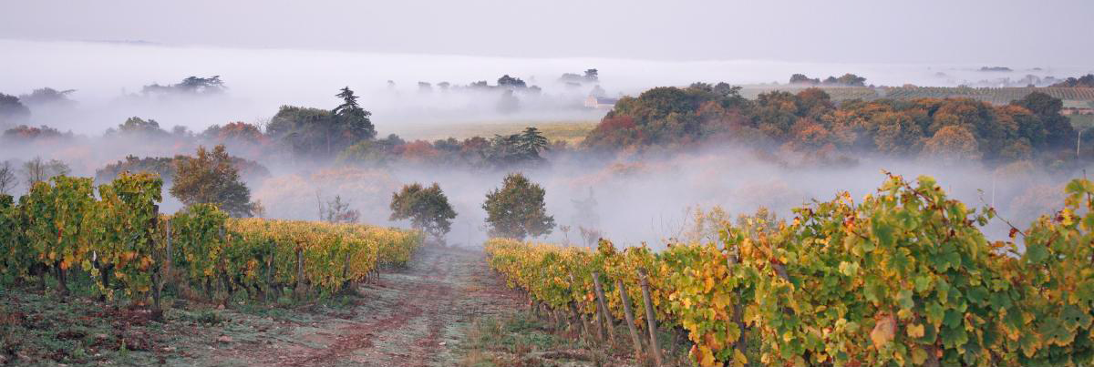 Savennières Roche aux Moines