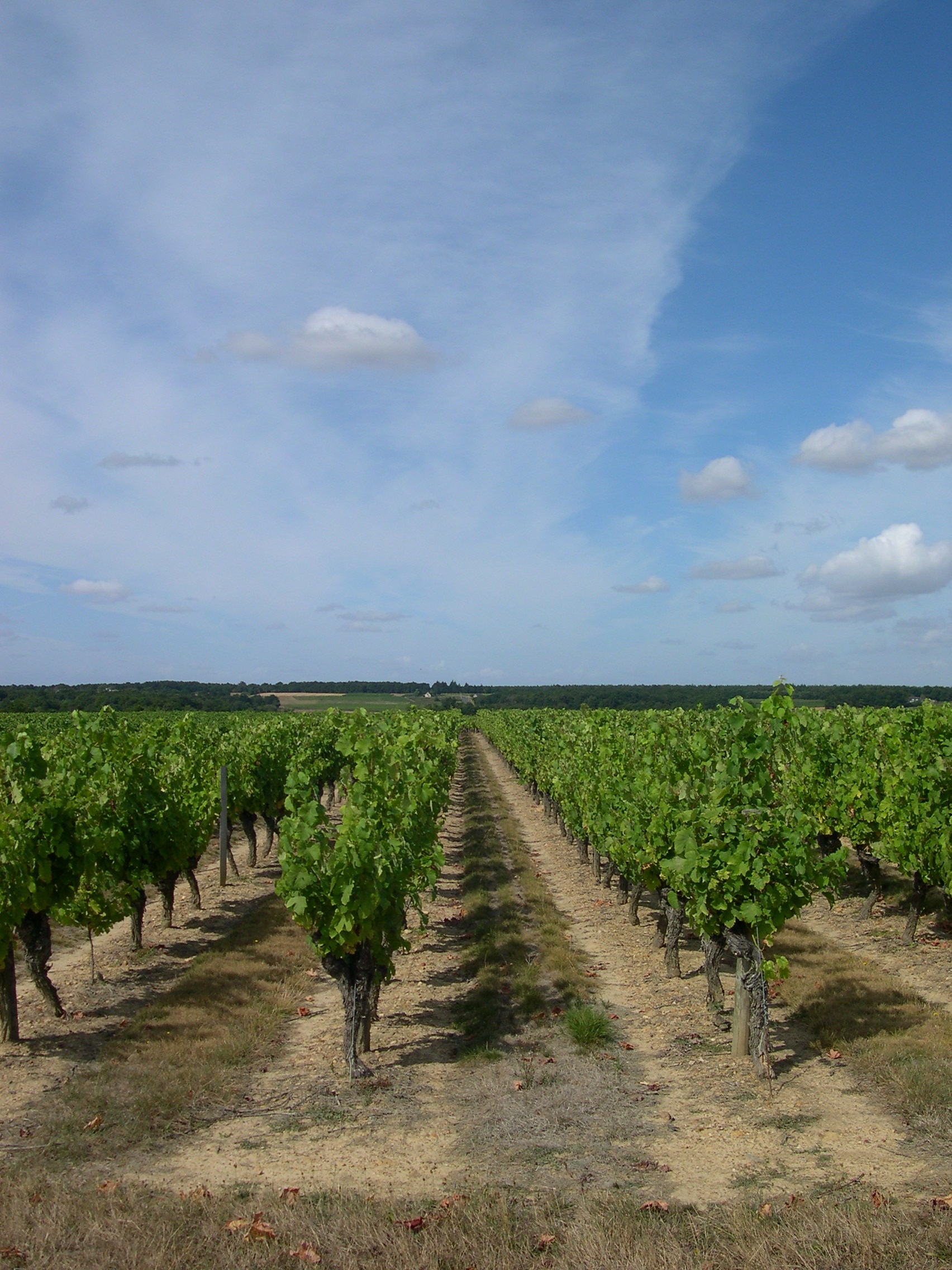 Saumur Fines Bulles