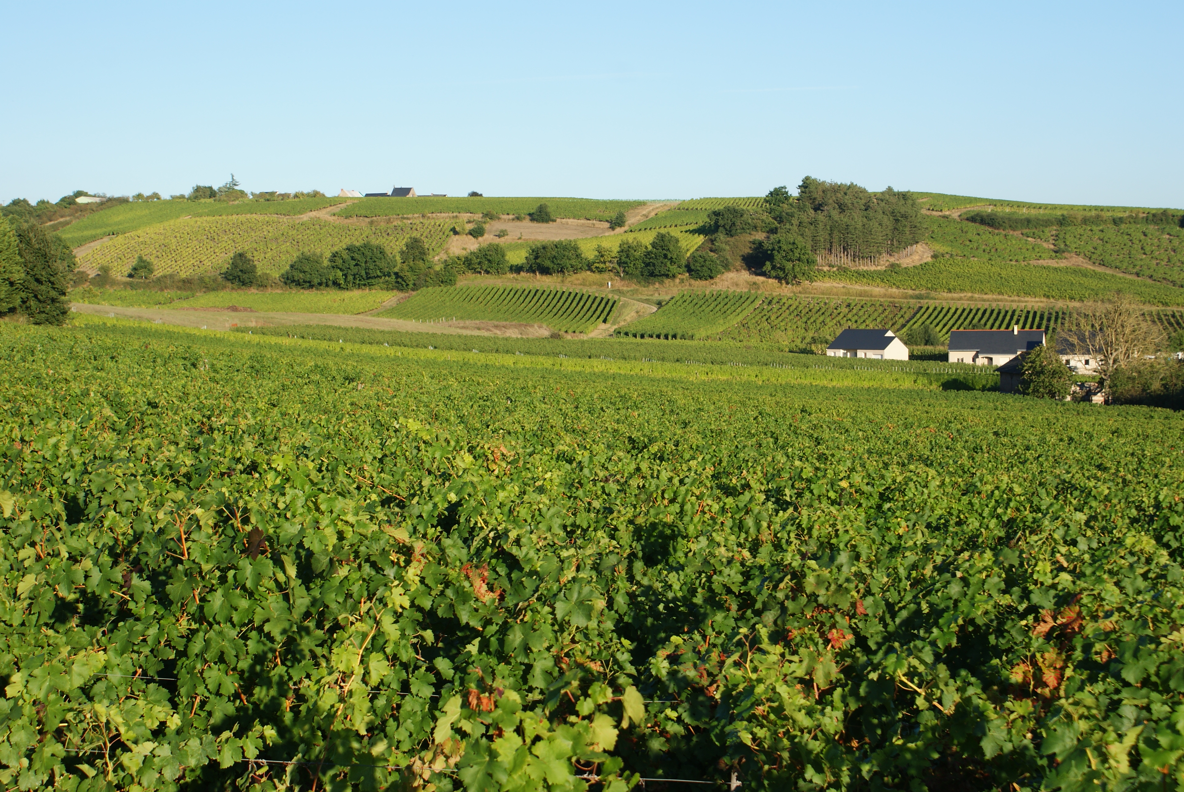 Coteaux du Layon