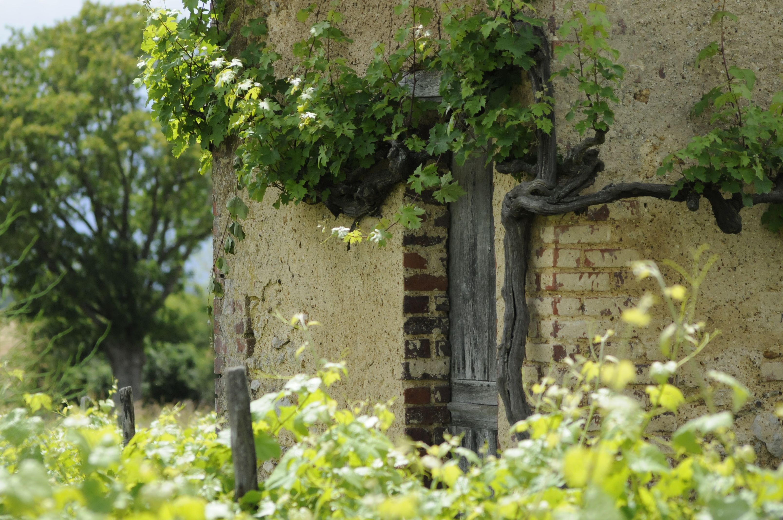 aoc coteaux du loir