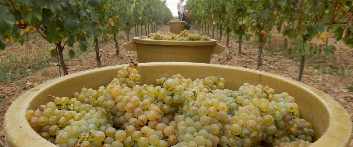 vendanges chenin domaine ogereau