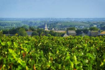 Domaine Jolly frères