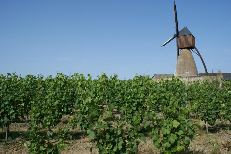 Bonnezeaux : 80ha d’une incroyable richesse !