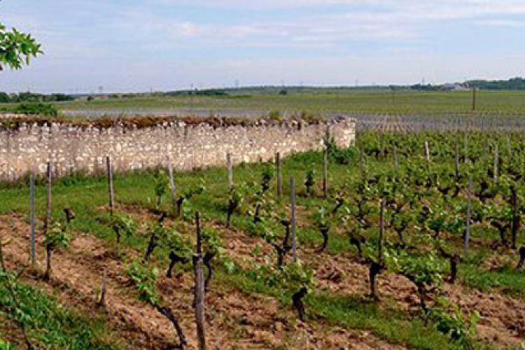 parnay saumur