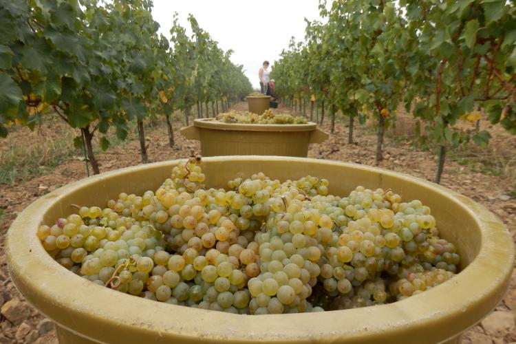 vendanges chenin domaine ogereau