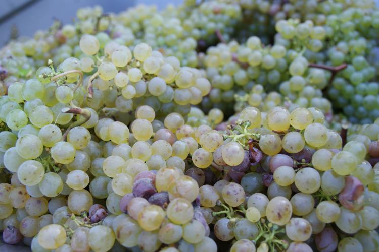 la production de chenin en Val de Loire