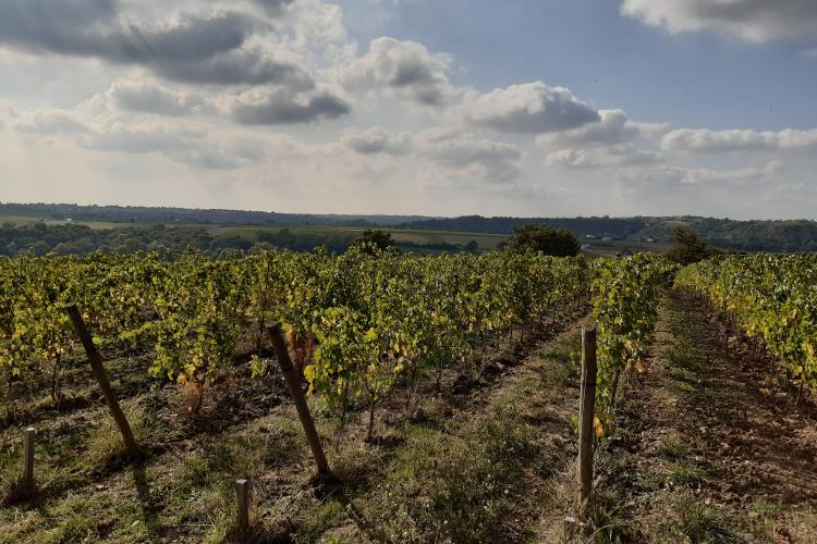 Vignes de Coteaux du Layon 1er Cru Chaume