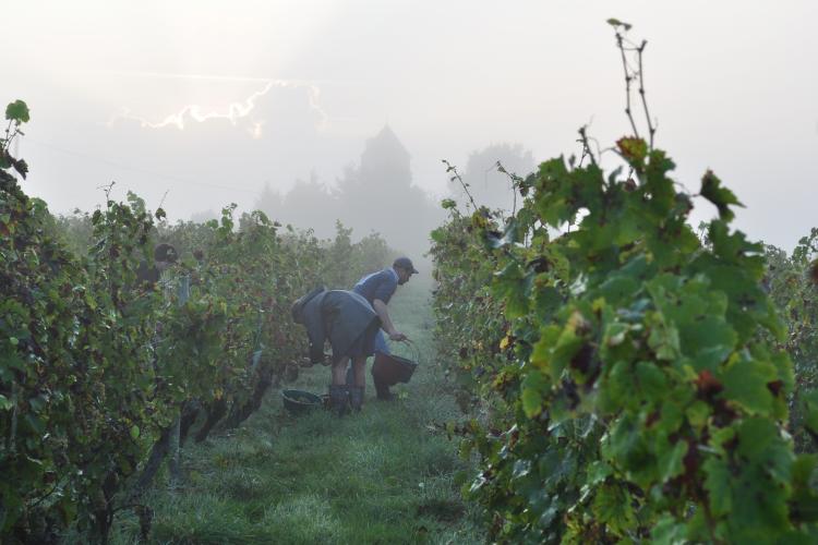 Vendanges de Quarts de Chaume Grand Cru