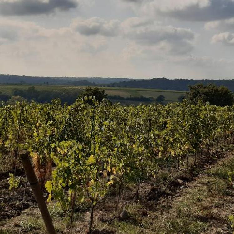 Coteaux du Layon 1er Cru Chaume