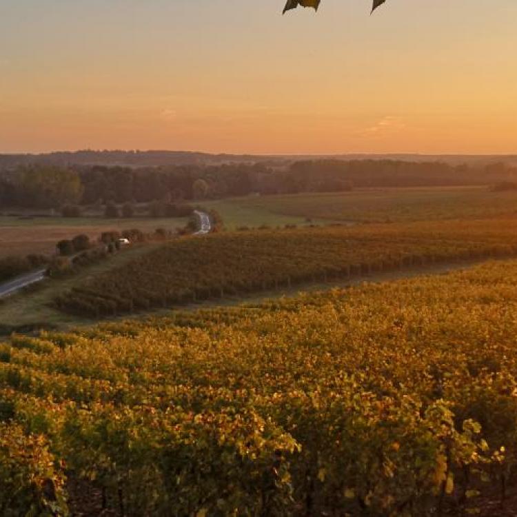 Coteaux de l'Aubance