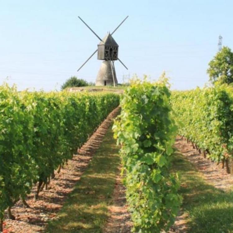 Coteaux de Saumur