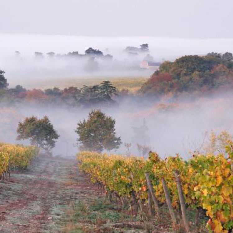 Savennières Roche aux Moines