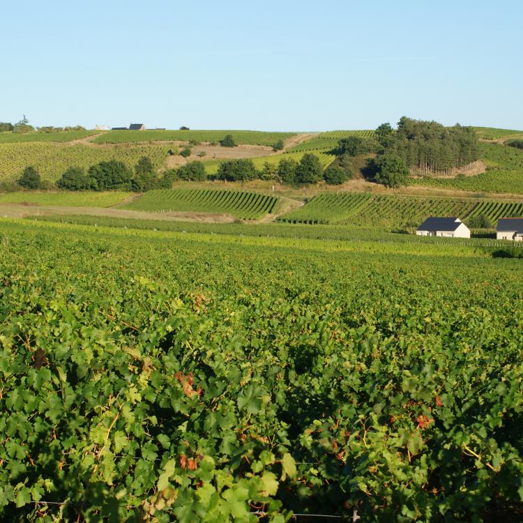 Coteaux du Layon